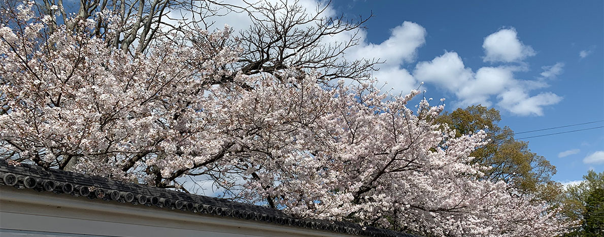 春の横蔵寺は桜が見事に咲きます